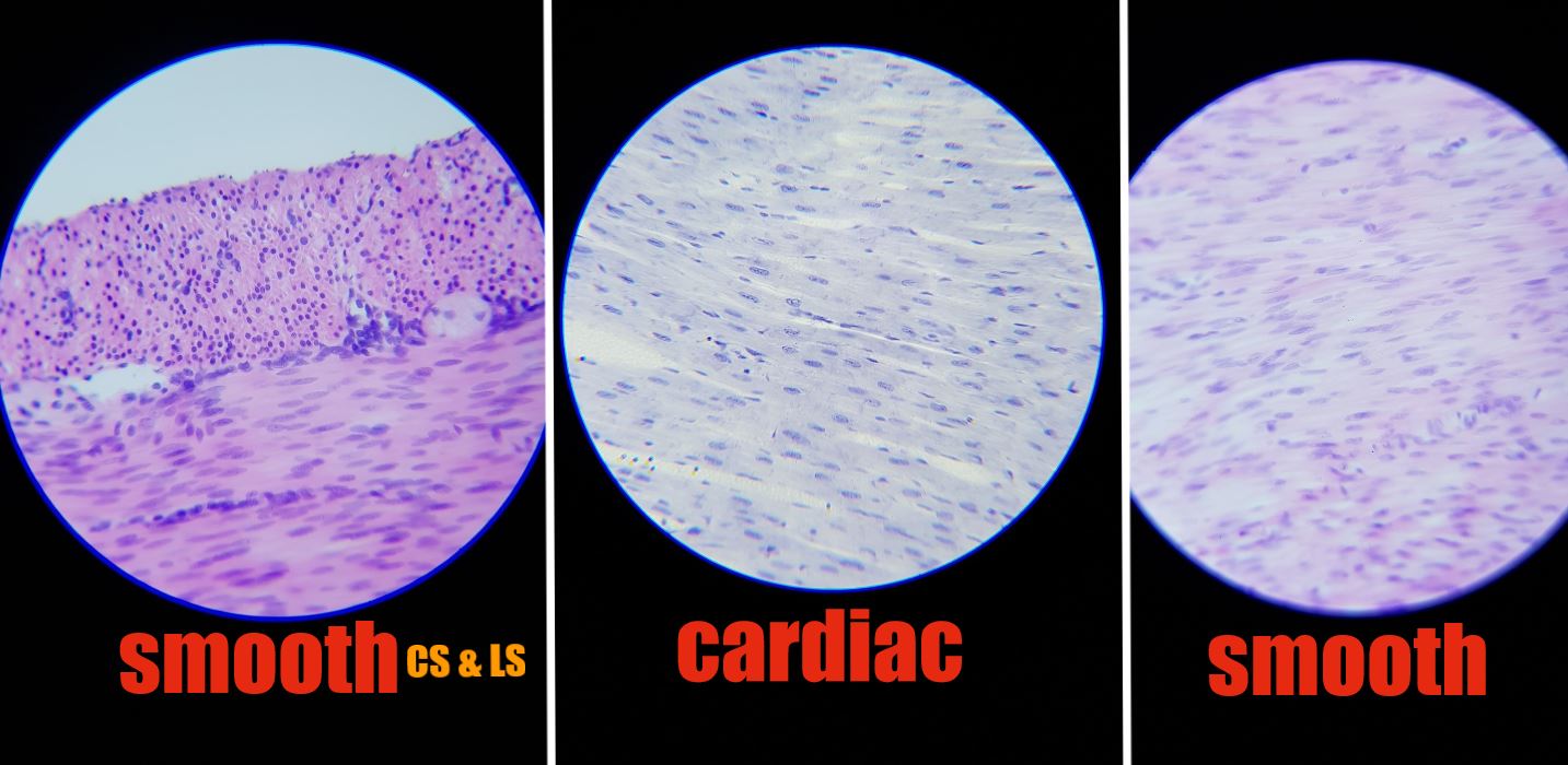 smooth-cardiac-muscles-under-the-microscope-incl-artery-vein